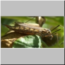 Nephrotoma sp - Schnake w02e.jpg